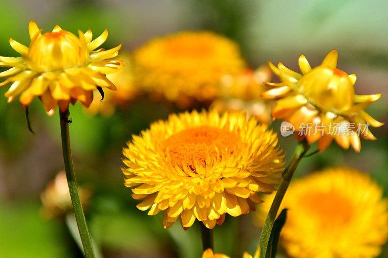 Strawflower /蜡菊